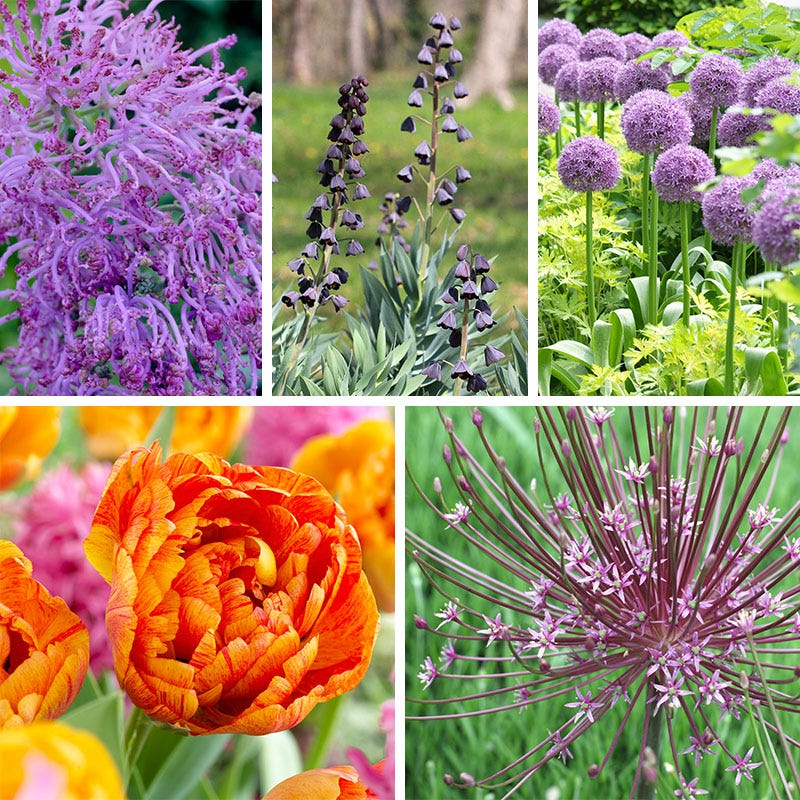  Stranger Than Fiction Flower Bulb Collection