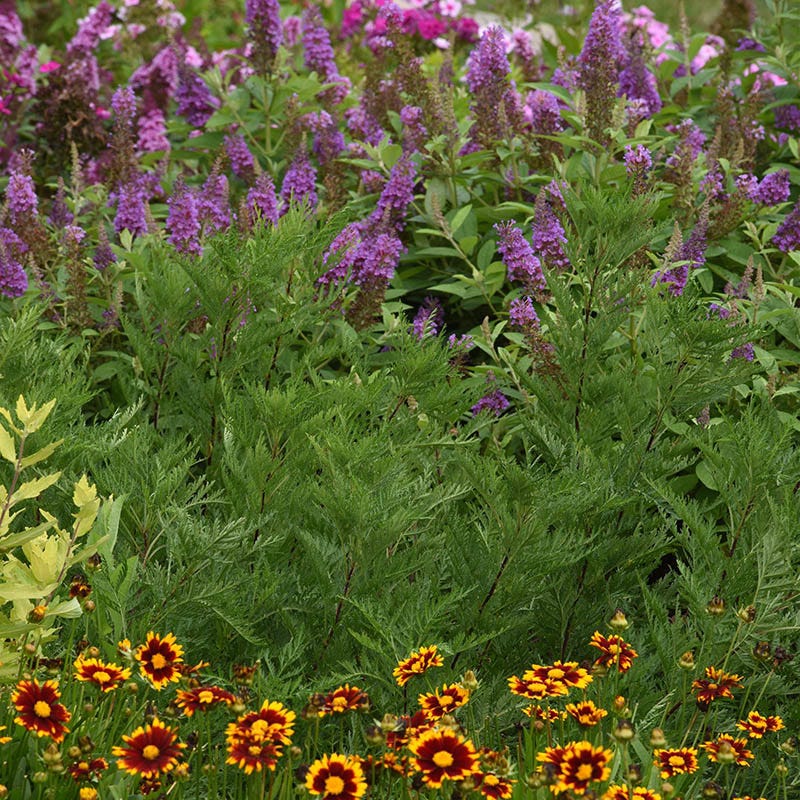  SunFern™ Arcadia Artemisia