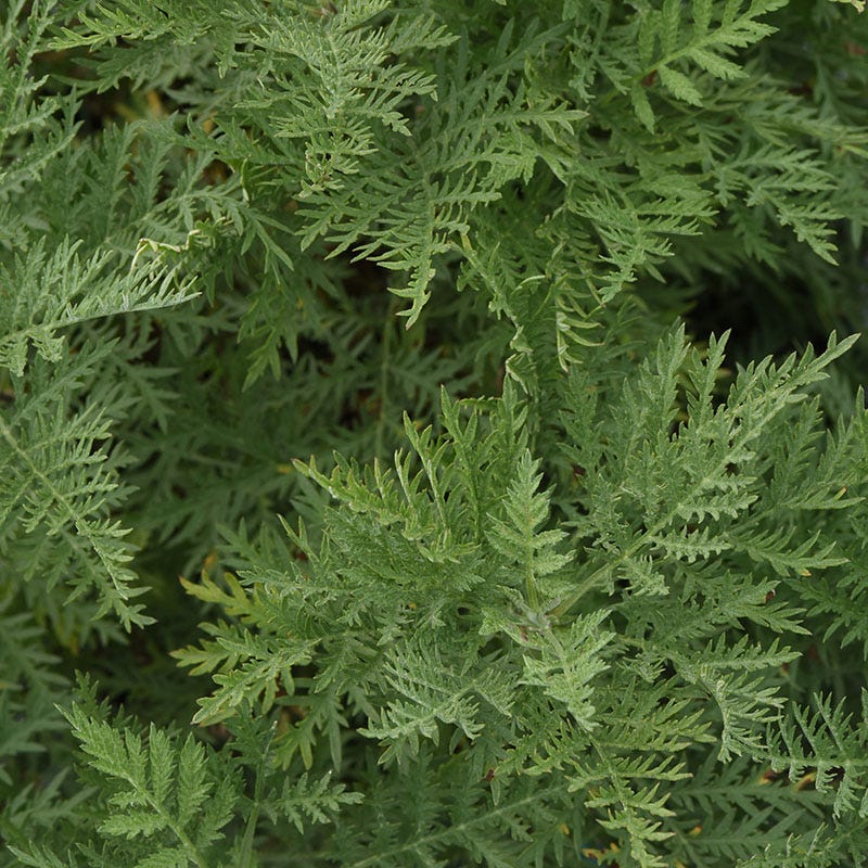  SunFern™ Arcadia Artemisia
