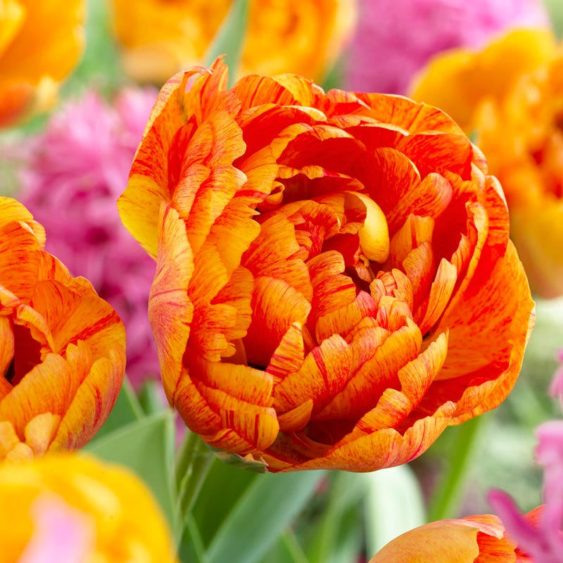  Stranger Than Fiction Flower Bulb Collection
