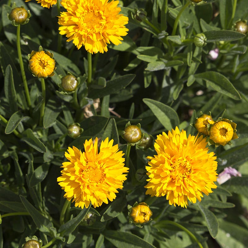  Sunray Coreopsis