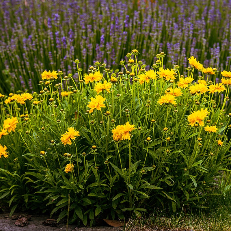  Sunray Coreopsis