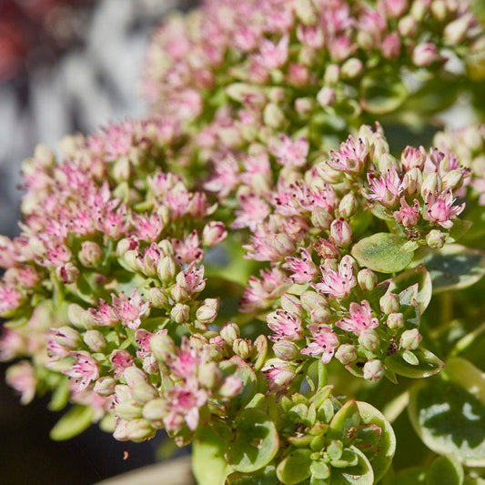 SunSparkler® Sedum Collection