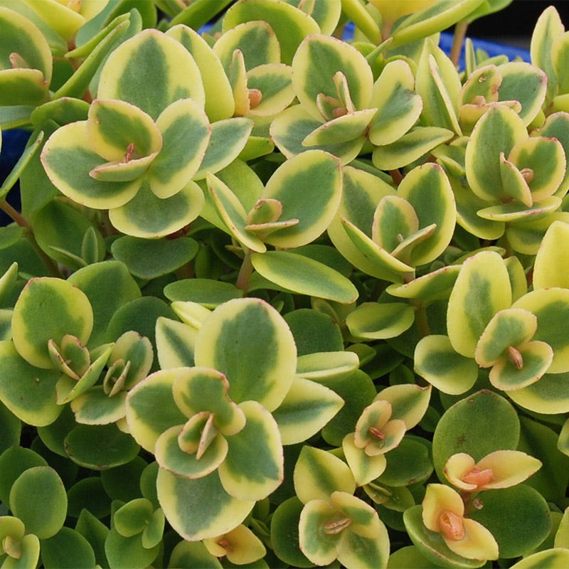  SunSparkler® Lime Twister Sedum