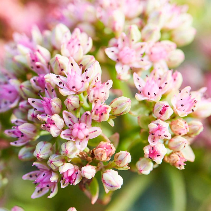  SunSparkler® Lime Twister Sedum