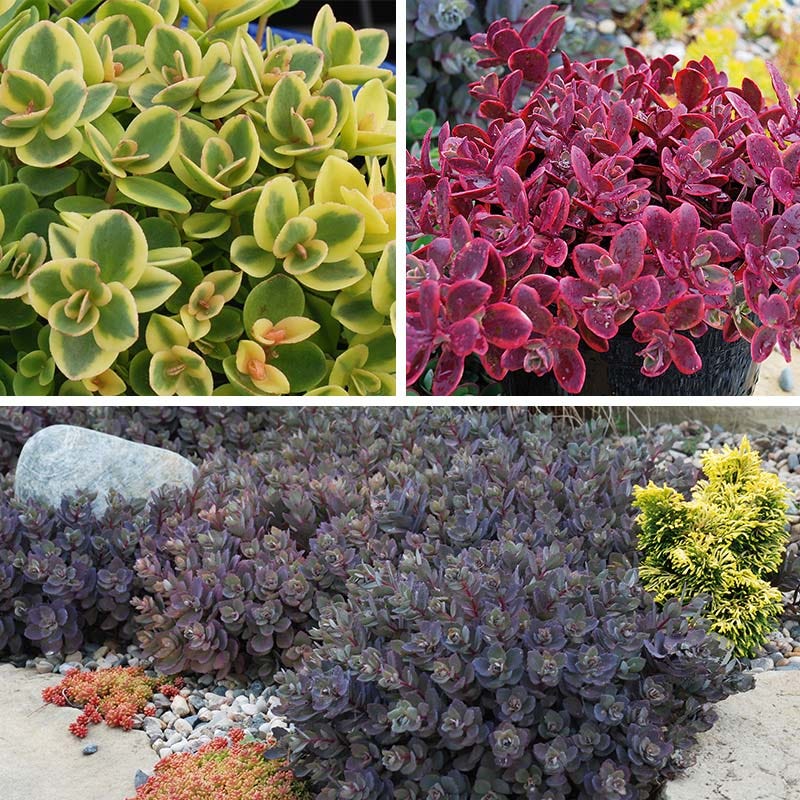  SunSparkler® Sedum Collection