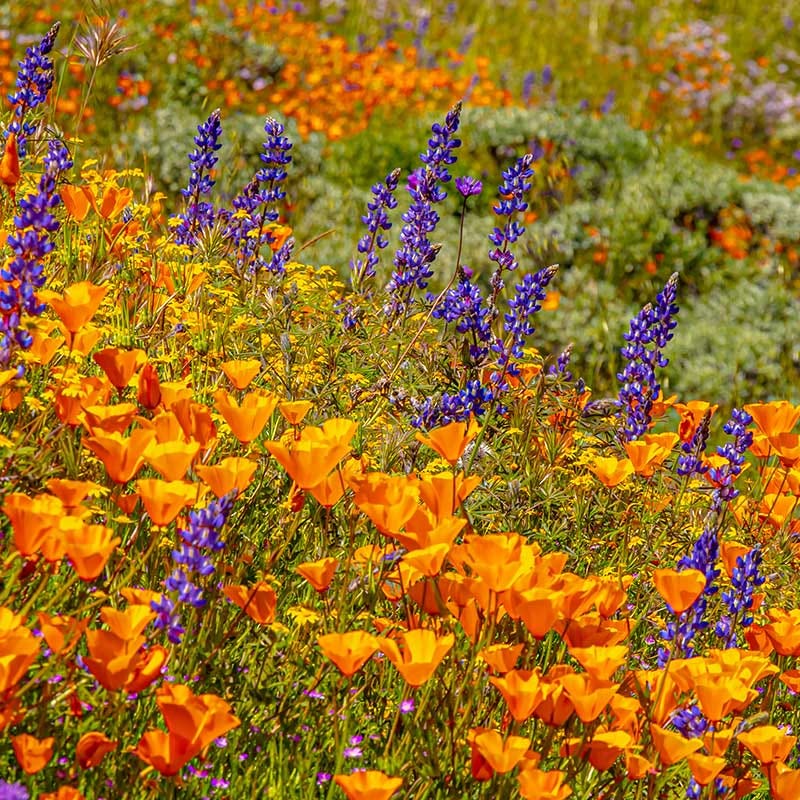  Superbloom Native Wildflower Seed Mix