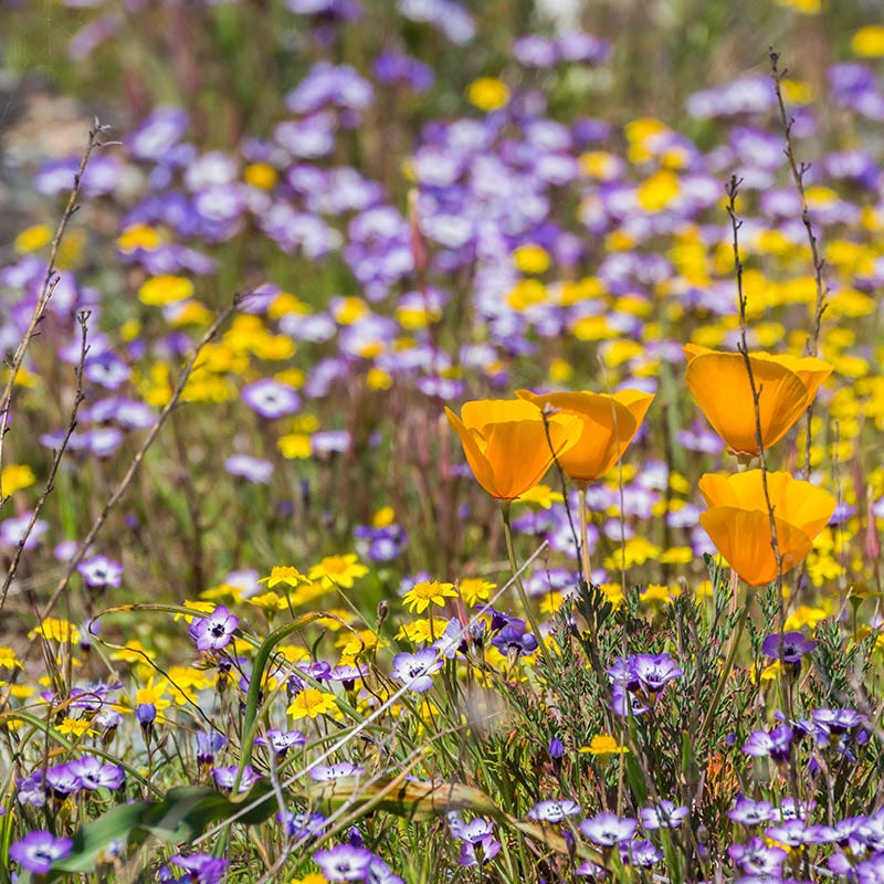  Superbloom Native Wildflower Seed Mix