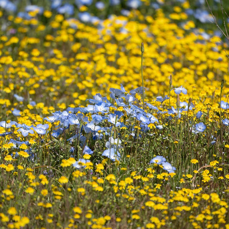  Superbloom Native Wildflower Seed Mix