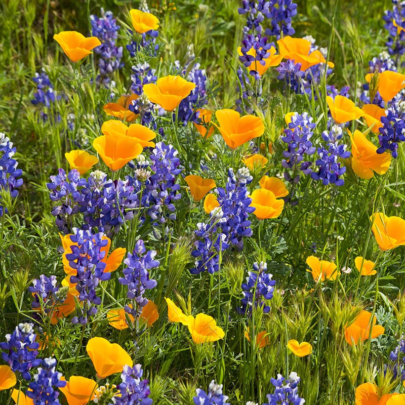  Superbloom Native Wildflower Seed Mix