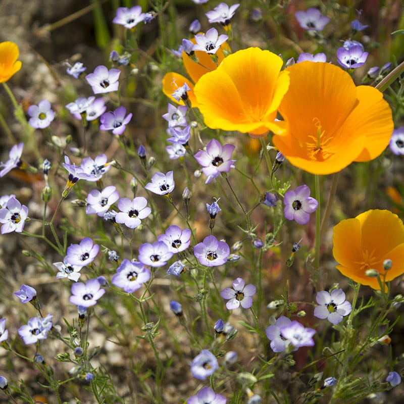  Superbloom Native Wildflower Seed Mix