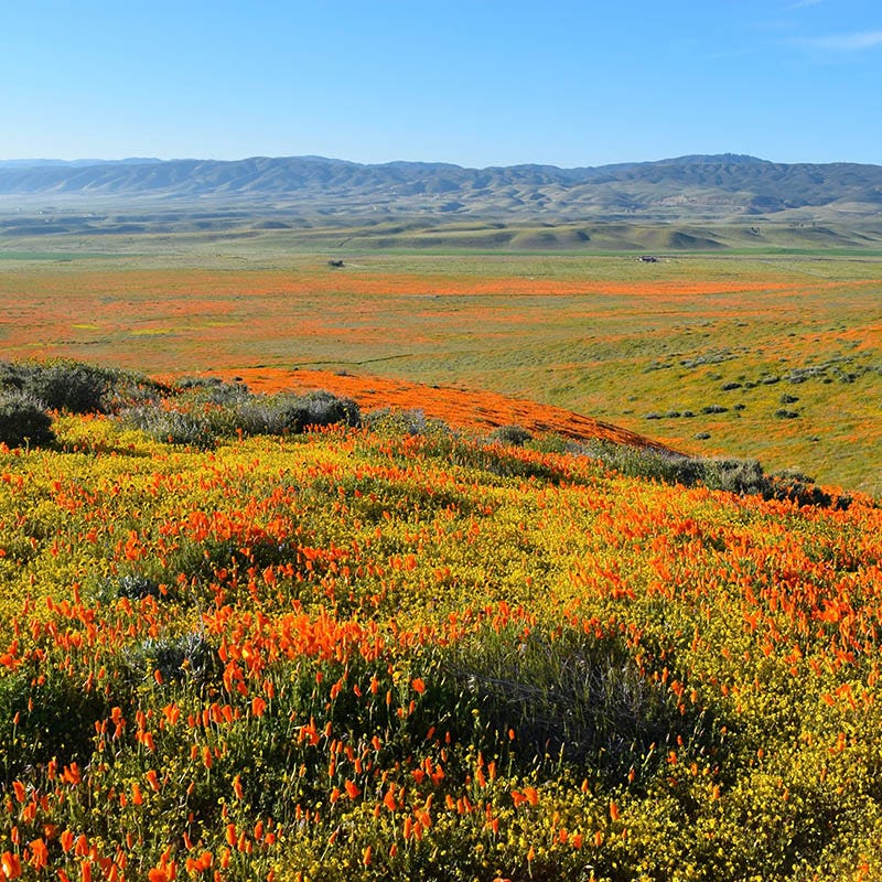  Superbloom Native Wildflower Seed Mix