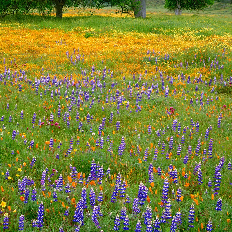  Superbloom Native Wildflower Seed Mix