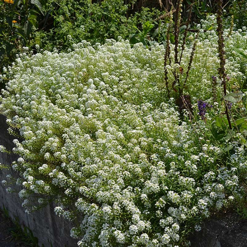  Alternative Lawn Wildflower Seed Mix
