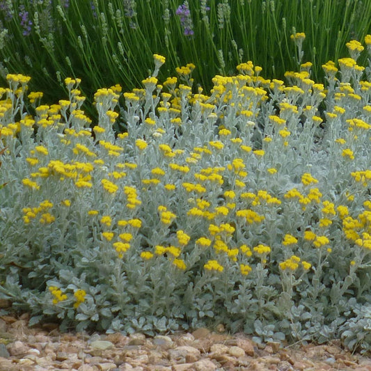  Partridge Feather (Tanacetum)