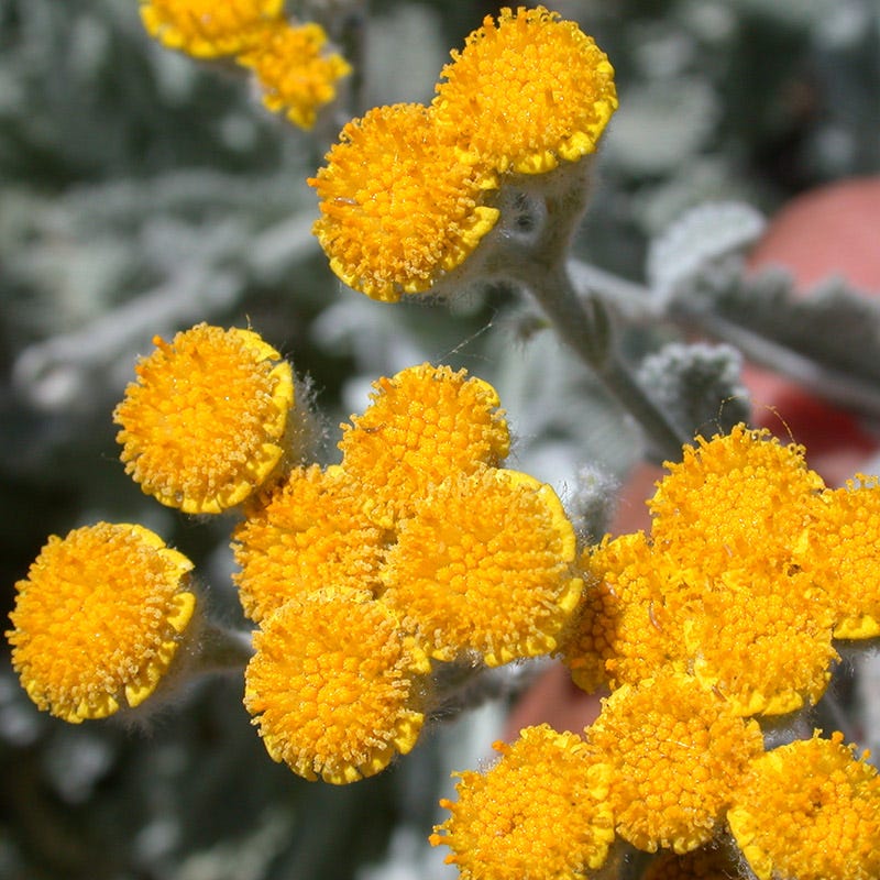  Partridge Feather (Tanacetum)