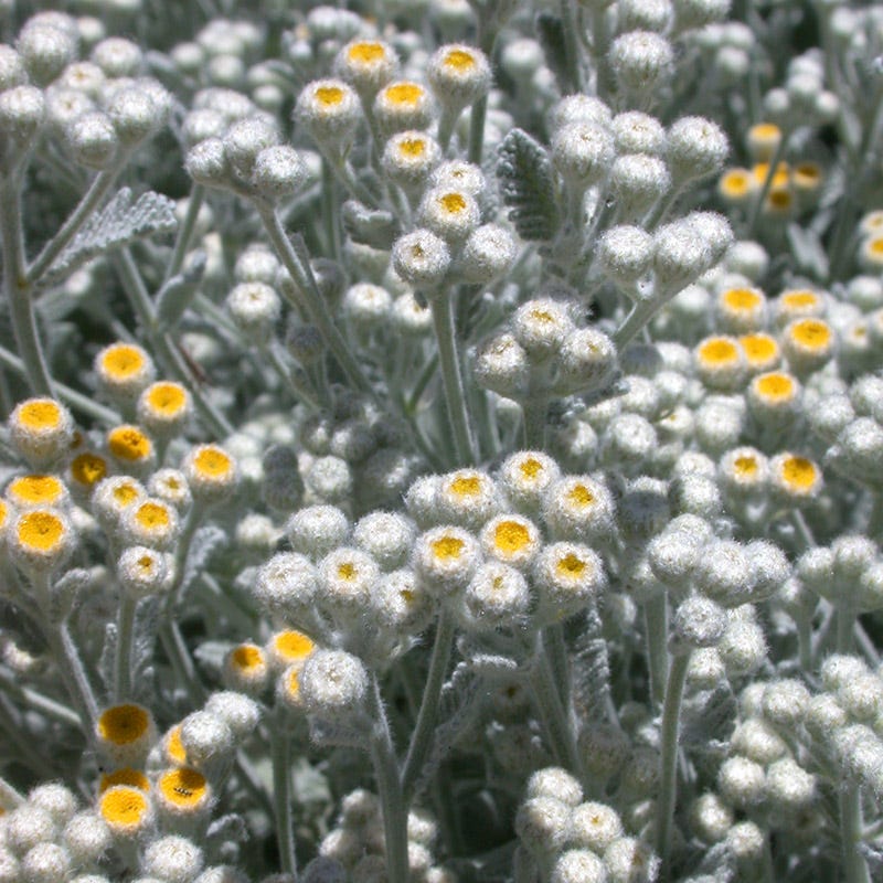  Partridge Feather (Tanacetum)