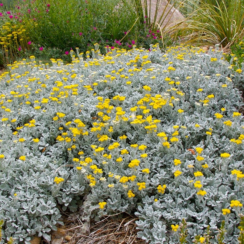  Partridge Feather (Tanacetum)