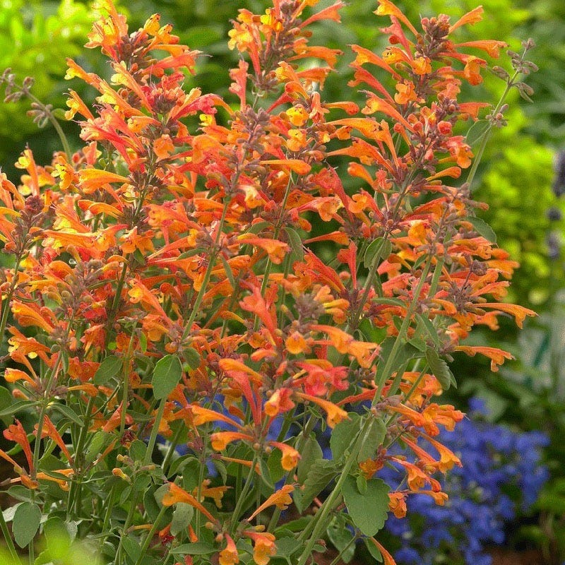  Tango Agastache