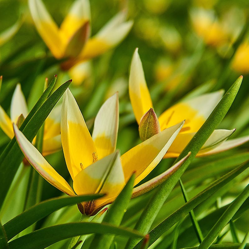  Tarda Wildflower Tulip