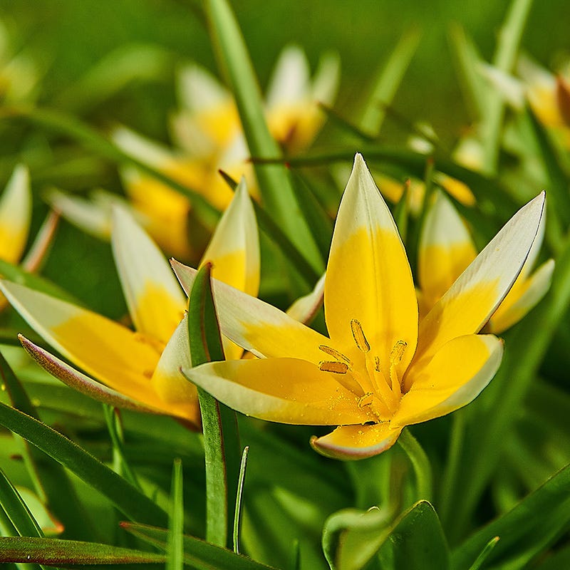  Tarda Wildflower Tulip