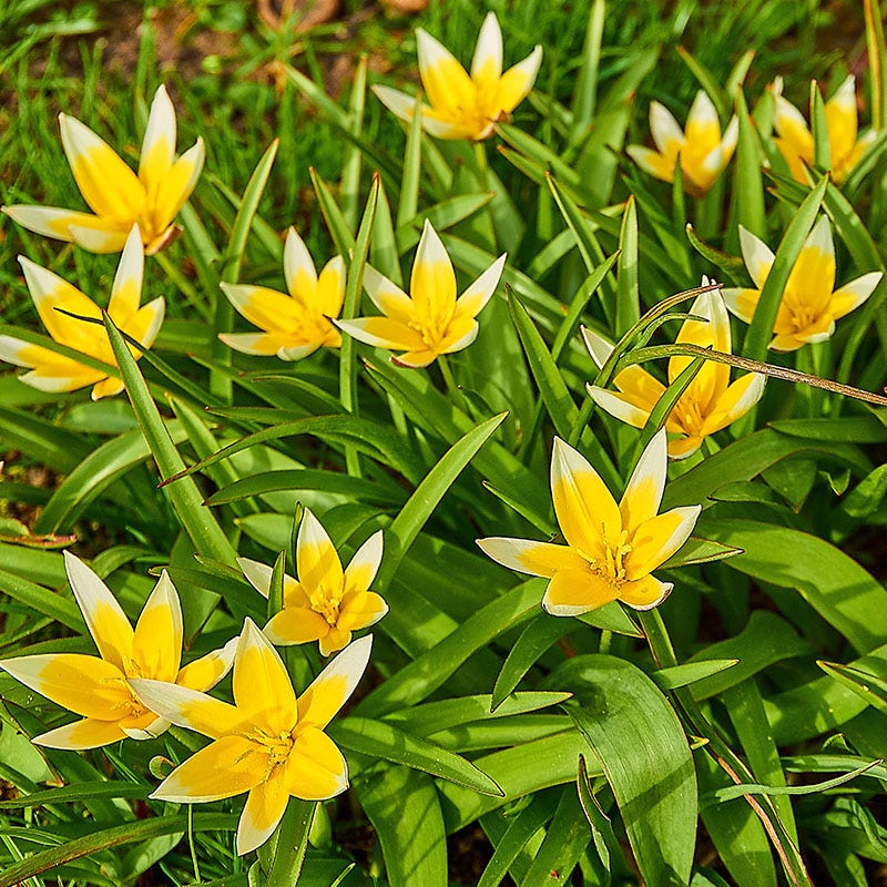  Tarda Wildflower Tulip