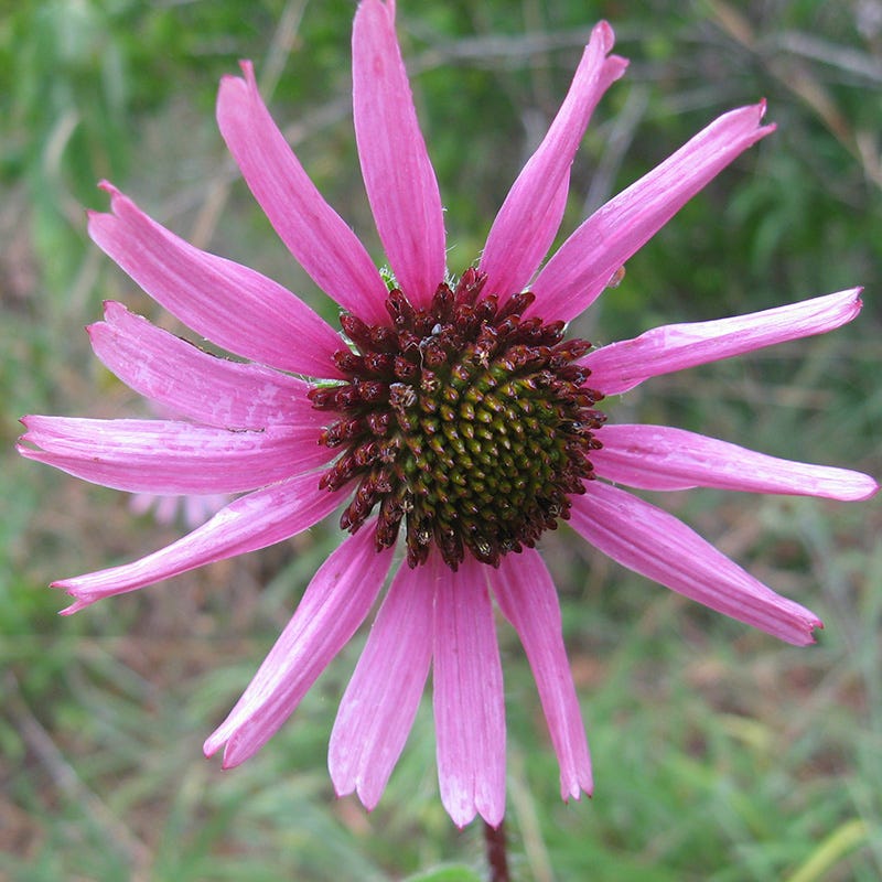  Tennessee Echinacea