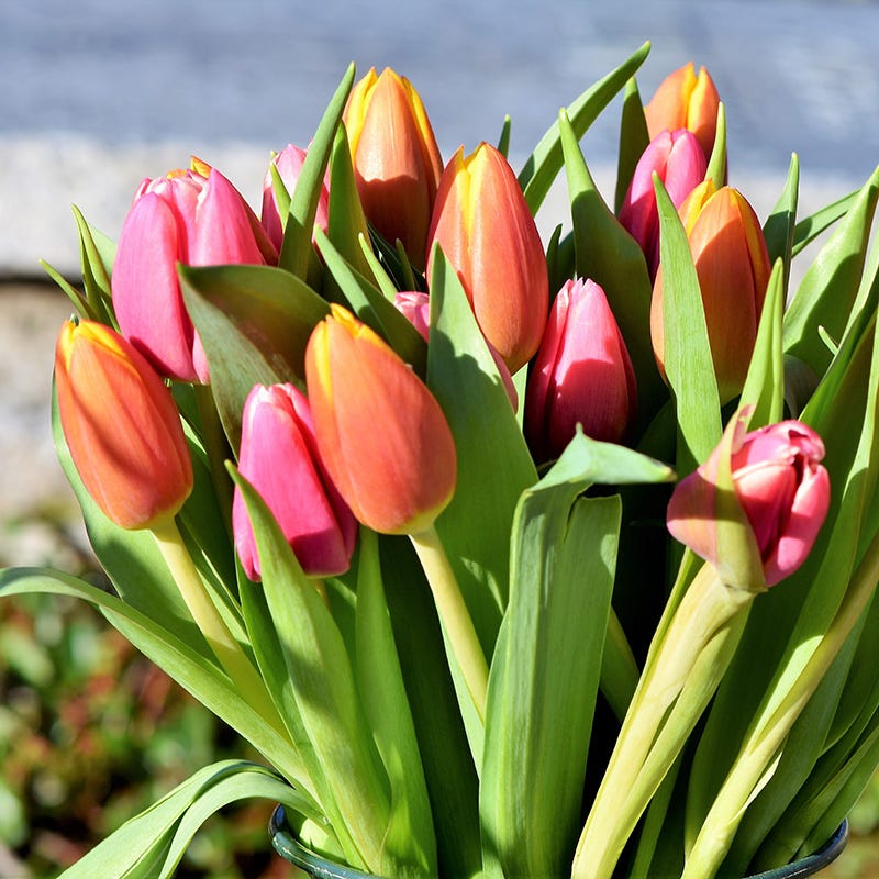 Tequila Sunrise Darwin Tulip Mix