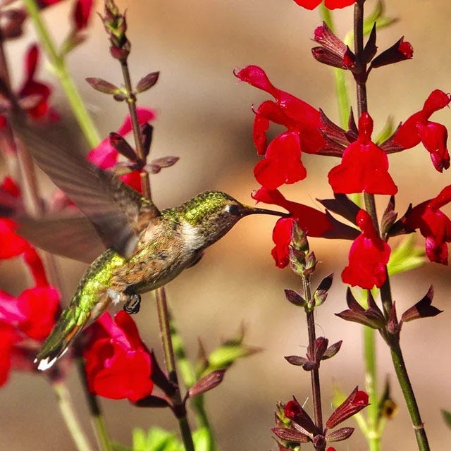  Hummingbird Attracting Collection For The West