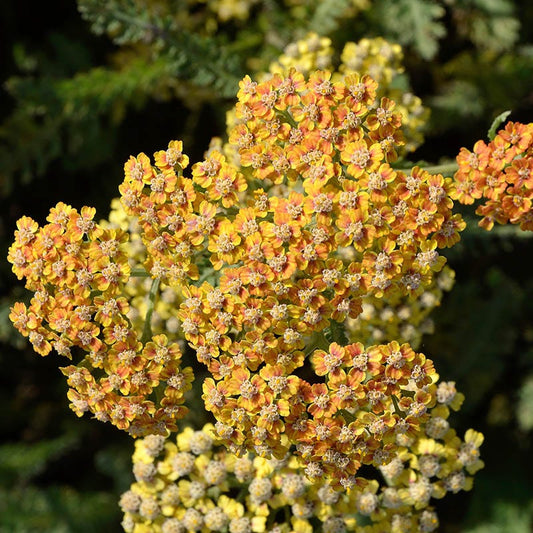  Terracotta Yarrow