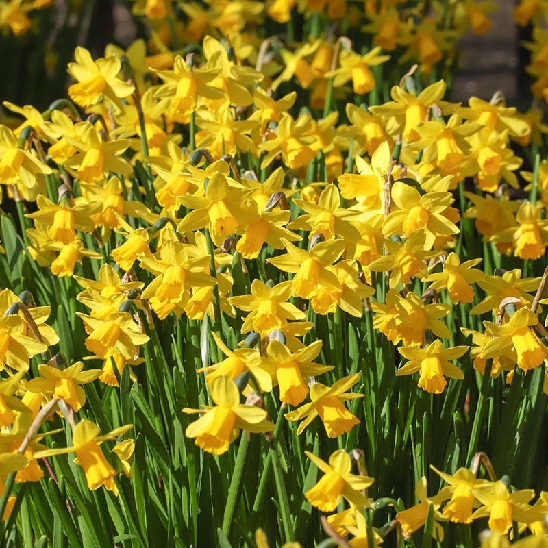  Soft Colors Garden Bulb Collection