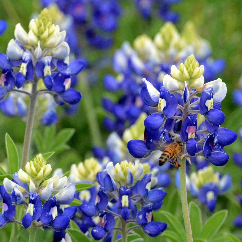  Texas Bluebonnet Seeds