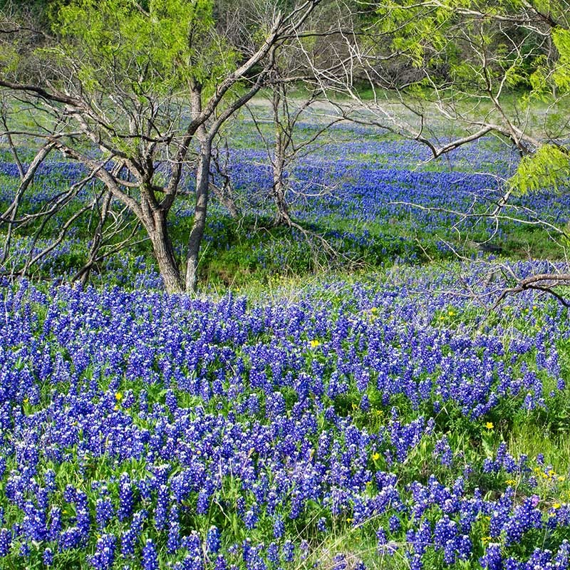  Texas Bluebonnet Seeds