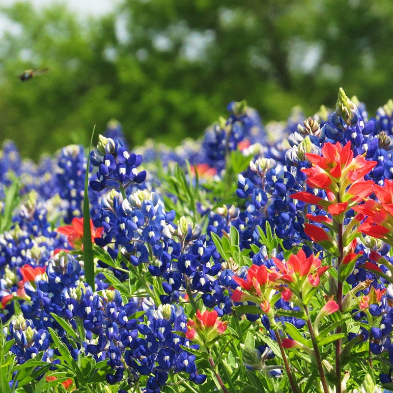  Texas Bluebonnet Seeds
