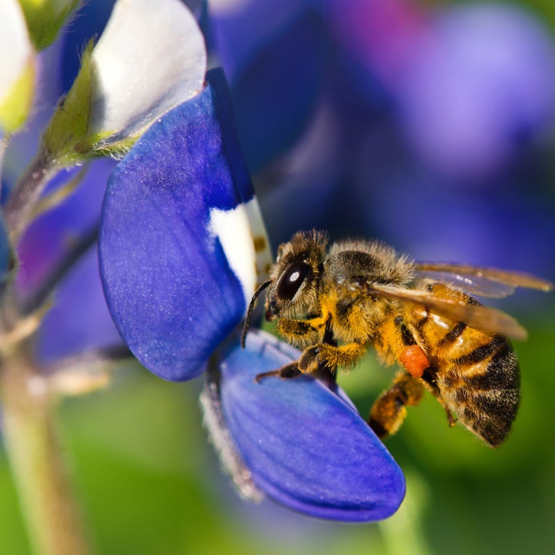  Texas Bluebonnet Seeds