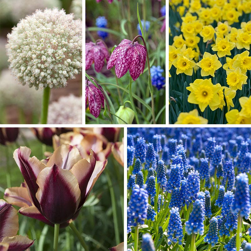  The Sky's The Limit Bulb Collection