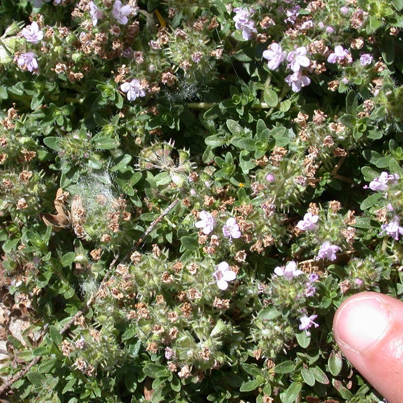  Reiter Creeping Thyme