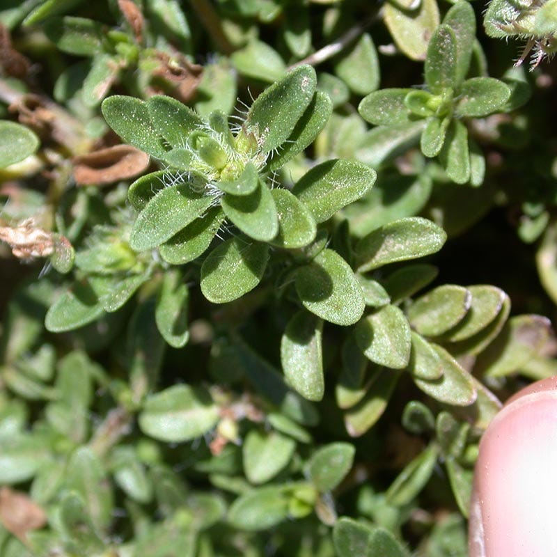  Reiter Creeping Thyme