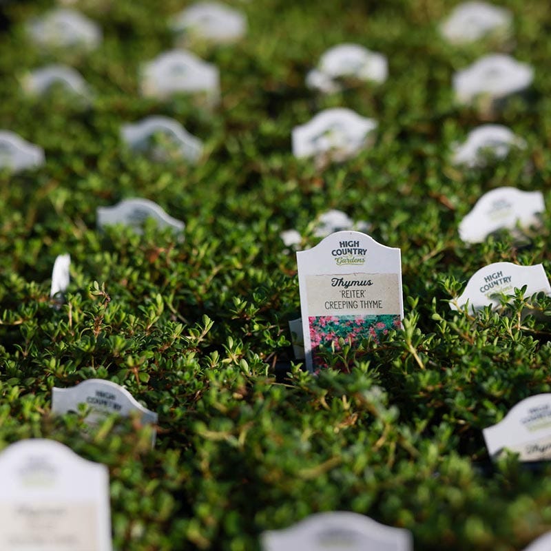  Reiter Creeping Thyme