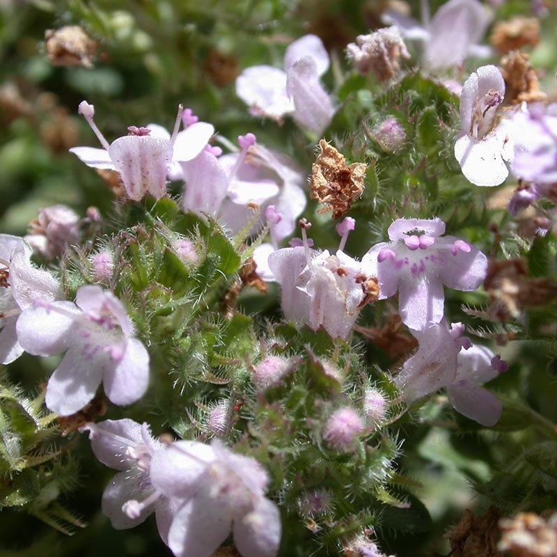  Reiter Creeping Thyme