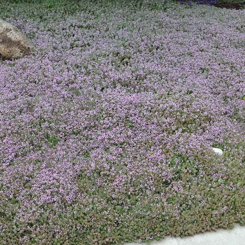  Reiter Creeping Thyme