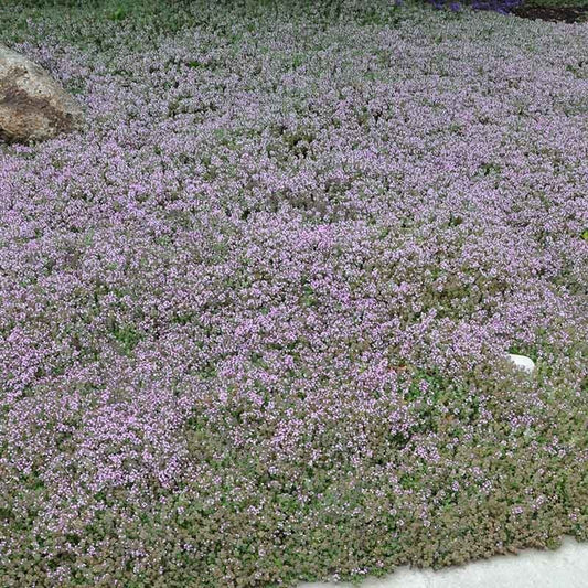  Reiter Creeping Thyme