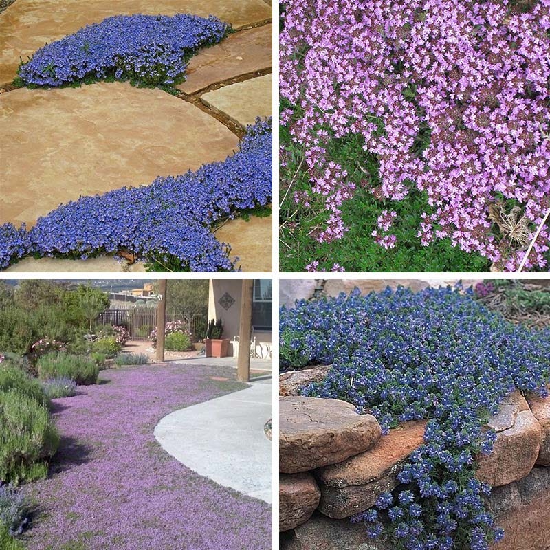  Tread On Me Evergreen Groundcover Collection