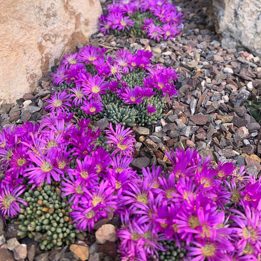  Tufted Ice Plant