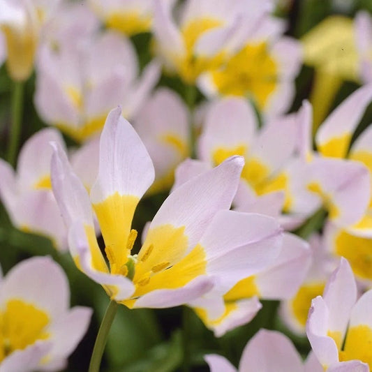  Multiplying Mini Tulip Bulb Collection