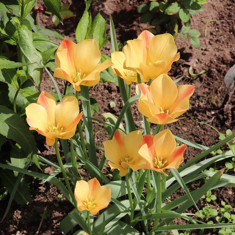  Magic Carpet Bulb Collection