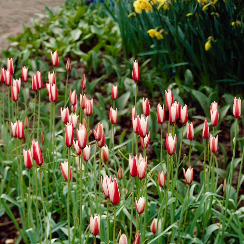  Peppermint Stick Tulip