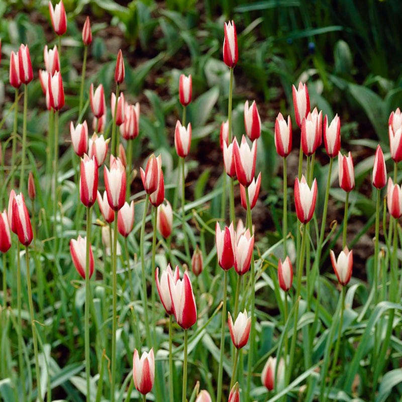  Waterwise Walkway Bulb Collection