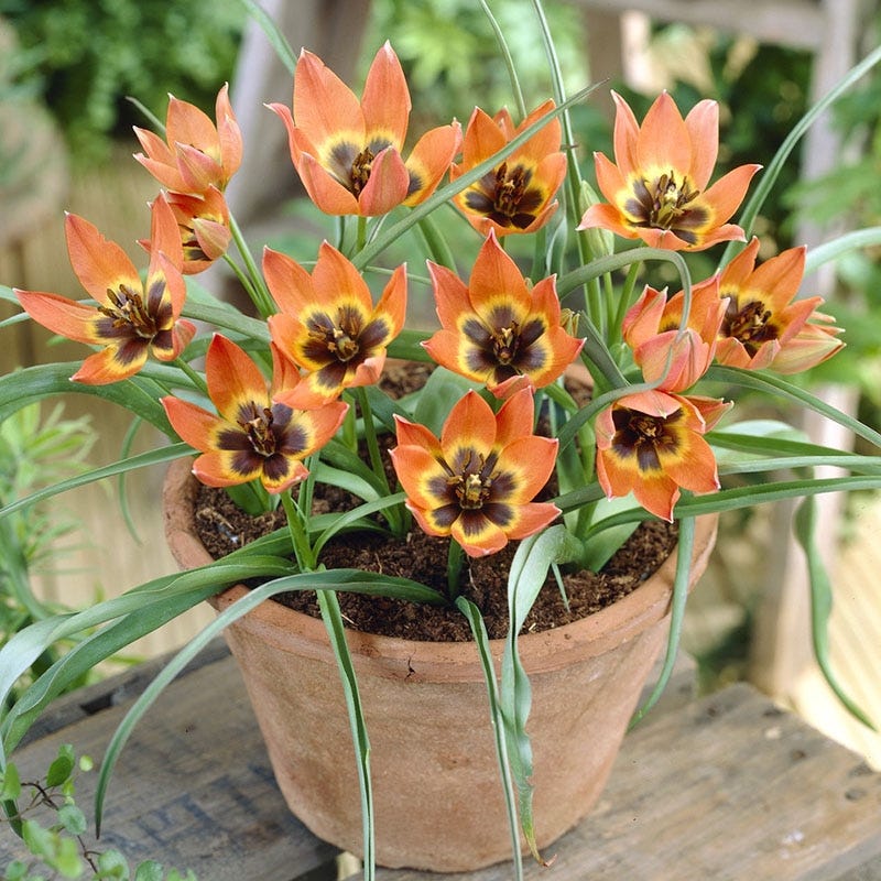  Little Princess Wildflower Tulip