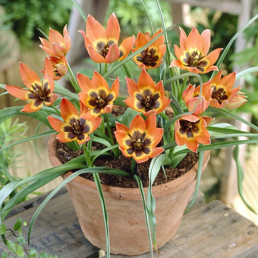  Little Princess Wildflower Tulip